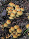 Manganello river valley: mushrooms (photo by J.Kaman)