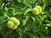 Corsica - Haute-Corse: chestnuts on the tree (photo by J.Kaman)