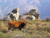 Corsica - Lozzi area: cow, maquis and eroded rocks (photo by J.Kaman)