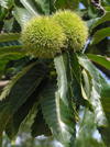 France - Corsica - Haute-Corse: chestnuts on the tree (photo by J.Kaman)
