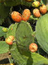 Corsica - Propriano area: Opuntia ficus-indica cactus with fruits - prickly pear aka Barbary figs (photo by J.Kaman)