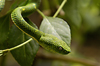 Costa Rica, Monteverde reserve: Green snake - reptile - photo by B.Cain