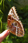 Costa Rica: Morpho Butterfly on finger - photo by B.Cain