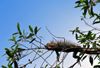 Puerto Viejo de Sarapiqu, Heredia province, Costa Rica: spinytail iguana on a tree above the banks of the Sarapiqu river - Ctenosaura - photo by M.Torres