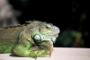 Crete - Hersonissos (Heraklion prefecture): iguana (photo by A.Dnieprowsky)