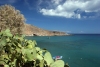 Crete - Kato Zakros (Lassithi prefecture): cactus and the Cretan shore (photo by Alex Dnieprowsky)