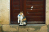 Croatia - Dubrovnik: cat on a window - photo by P.Gustafson