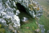 Crozet islands - Possession island: nesting light-mantled sooty albatross (photo by Francis Lynch)