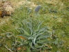 Crozet islands - Possession island: local vegetation -  The Kerguelen cabbage, Pringlea antiscorbutica - Antarctic flora (photo by Francis Lynch)