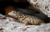 Cuba - Holgun province - lizard - photo by G.Friedman