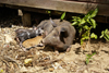 Bahia de Mata, near Baracoa, Guantnamo province, Cuba: pig family - photo by A.Ferrari