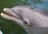 Cuba - Guardalavaca - Holguin province - Baja Naranja delfinarium - Alfonz the dolphin - photo by G.Friedman