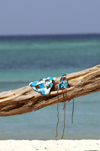 Cuba - Guardalavaca - bikini on tree - bathing suit drying on a tree by a blue ocean - photo by G.Friedman
