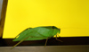 Cuba - Guardalavaca - leaf bug - photo by G.Friedman