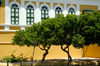 Curacao - Willemstad: Dwarf trees outside Fort Amsterdam, Punda - photo by S.Green
