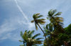 Curacao - Willemstad: Palm trees and the summer Curacao sky - photo by S.Green