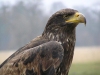 Czech Republic - Golden Eagle / Orel skaln / Aquila chrysaetos - photo by J.Kaman