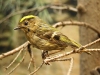 Czech Republic - Meadow Pipit - Anthus pratensis - photo by J.Kaman