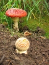 Czech Republic - mushrooms - photo by J.Kaman
