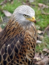 Czech Republic - Red Kite / Luk erven / Milvus milvus - photo by J.Kaman