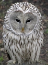 Czech Republic - Putk blav / Owl / Strix uralensi - photo by J.Kaman