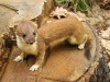 Czech Republic - Weasel / Lasice hranostaj / Mustela erminea - photo by J.Kaman