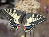 Czech Republic - Swallowtail butterfly / Otakrek fenyklov / Papilio machaon - photo by J.Kaman
