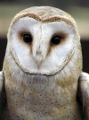Czech Republic - Barn Owl / Sova plen / Tyto alba - photo by J.Kaman