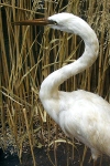 Czech Republic - Great White Egret - Volavka - Egretta alba - photo by J.Kaman