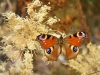 Czech Republic - Peacock butterfly - Inachis  io - Baboka pav oko - photo by J.Kaman