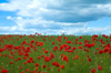Czech Republic - Benesov / Beneschau (Central Bohemia - Stredocesk kraj): red poppy fields (photo by P.Gustafson)