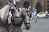 Horse carriages. Staromestske Namesti. Prague, Czech Republic - photo by H.Olarte