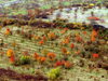 Czech Republic - Ceske Stredohori mountains: orchard - Autumn trees - Usti nad Labem Region - photo by J.Kaman