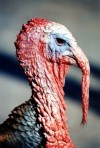 Czech Republic - A turkey close-up - photo by J.Kaman