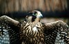 Czech Republic - Czech Republic - Lanner Falcon - Falco biarmicus - photo by J.Kaman