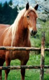 Czech Republic - Horse / K - photo by J.Kaman