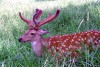 Czech Republic - Deer in the tall grass - photo by J.Kaman