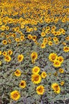 Czech Republic - Sunflowers / Slunenice - photo by J.Kaman