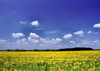 Czech Republic - Sunflower landscape - European agriculture - photo by J.Kaman