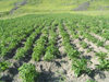 Russia - Dagestan - Tsumada rayon: growing potatoes - agriculture (photo by G.Khalilullaev)