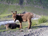 Russia - Dagestan - Tsumada rayon - Khvarshini pasture: woolly donkey (photo by G.Khalilullaev)