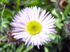 Russia - Dagestan - Tsumada rayon: daisy (photo by G.Khalilullaev)