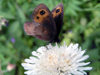 Russia - Dagestan - Tsumada rayon: butterfly and flower (photo by G.Khalilullaev)