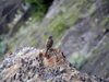 Russia - Daguestan - Tsumada rayon - Tindi: sparrow (photo by G.Khalilullaev)