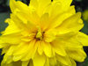 Russia - Dagestan - Tsumada rayon: yellow petals (photo by G.Khalilullaev)