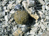 Russia - Dagestan - Tsumada rayon: a beetle and its ball (photo by G.Khalilullaev)