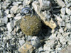 Russia - Dagestan - Tsumada rayon: a beetle and its ball (photo by G.Khalilullaev)