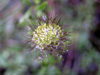 Russia - Dagestan - Tsumada rayon: hairy (photo by G.Khalilullaev)