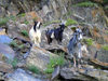 Russia - Dagestan - Tsumada rayon: goats in the mountain (photo by G.Khalilullaev)
