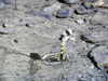 Russia - Dagestan - Tsumada rayon: a dragonfly takes a dip (photo by G.Khalilullaev)